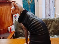 -猫色咖啡·猫咖