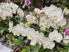 -循礼门鲜花花市(武汉循礼门店)