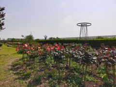 -上海鲜花港