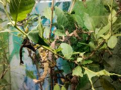 -上海大自然野生昆虫馆(东方明珠·爬宠昆虫探索中心)