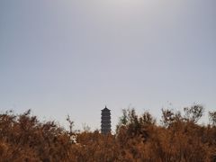 -金塔沙漠胡杨林景区