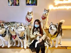 -Husky Go! 哈士奇体验馆·宠物咖啡厅狗咖