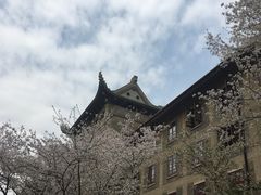-武汉大学-樱园