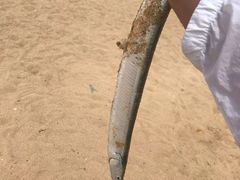 -日照灯塔风景区