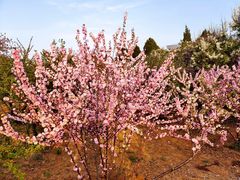 -石家庄市植物园