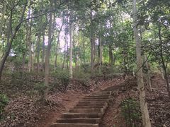 -上海佘山国家森林公园天马山园