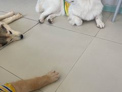 -怪兽屋·羊驼·猫咖·狗咖(俊华广场店)