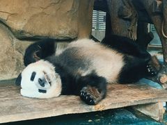 -成都动物园