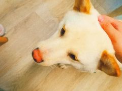 -柴迷FANS CLUB·柴犬狗咖·猫咖