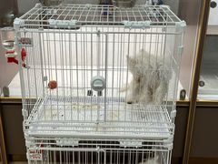 -翊宠yipet猫狗购宠庄园犬舍•猫舍