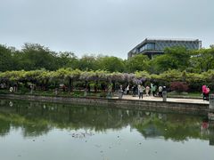 -嘉定紫藤园