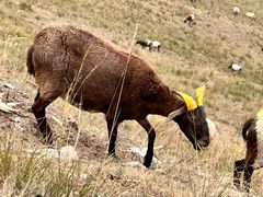 -青海名吃尕张娃非遗烤肉(海湖总店)