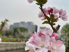 -海棠花溪(元大都城垣遗址公园)