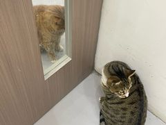 -派特宠物医院(圆融广场店)