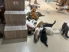 -藏猫猫咖啡主题馆(中央大道店)