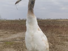 -盐城丹顶鹤湿地生态旅游区