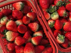 -胜丰草莓采摘园