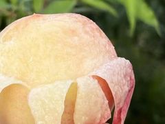 -老袁家蜜桃农场·阳山水蜜桃