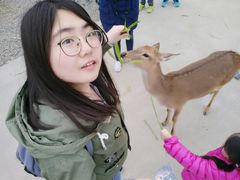 -鹿境梅花鹿生态园区