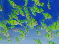 -青石桥花鸟鱼虫市场(叠翠城店)