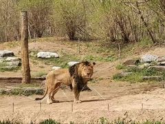 -北京野生动物园