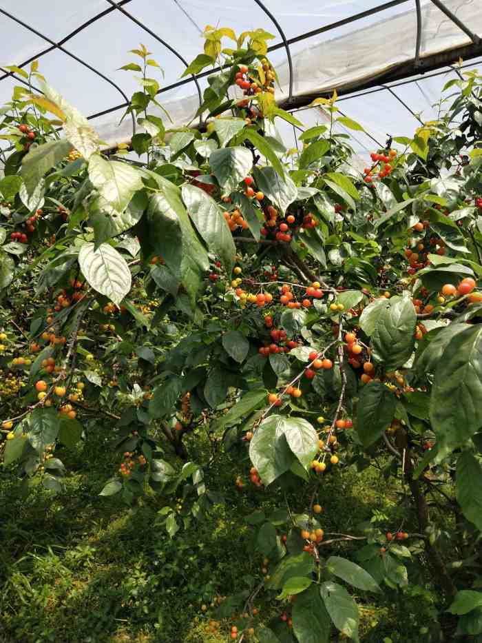 小型采摘园种植品种图片