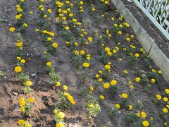 -黑龙江省森林植物园