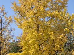 -重庆中央公园(渝北区)