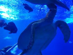 -太平洋海底世界