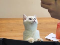 -IYO矮哟猫主题休闲馆·猫咖(南山店)