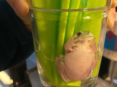 -酷以爬仙阁实体爬宠店·守宫·蜥蜴·专业繁育