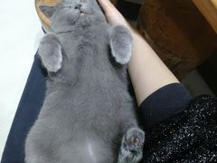 -猫亿天猫咖