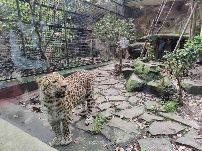 處在西湖景區裡的杭州動物園天氣不錯值得出遊據說是個老動物園了去的