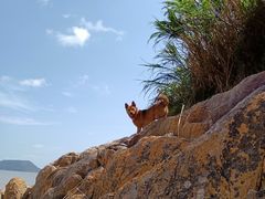 -花岙岛