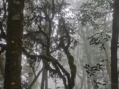 -大围山国家森林公园