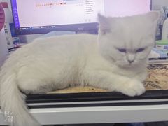 -喵zoo家庭繁育猫舍(尖东智能花园店)