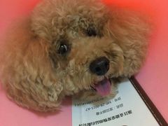 -严国平动物医院(德政总院)