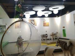 -Husky Go! 哈士奇体验馆·宠物咖啡厅狗咖