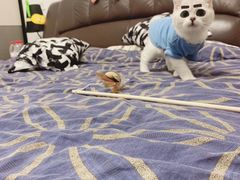 -东方名猫馆·英短金渐层布偶猫舍(环线广场1号楼店)