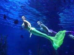 景点-多彩贵州城极地海洋世界