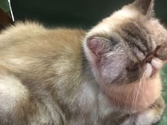 -猫色咖啡·猫咖