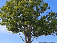 -金银湖国家城市湿地公园