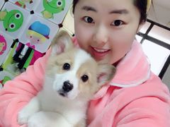 -翊宠yipet猫狗购宠庄园犬舍•猫舍