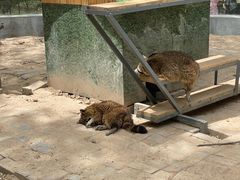 -青藏高原野生动物园