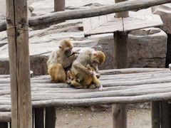 -沈阳森林动物园
