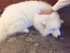 -more than meow吴止猫主题餐厅(承德 中船汇店)