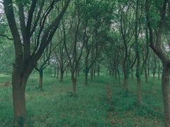 -东平国家森林公园