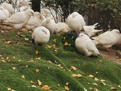 -成都华侨城欢乐里