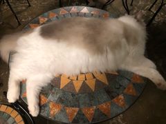 -猫猫幼稚园·撸猫·桌游·电玩