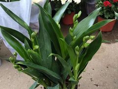 -桂林市花鸟市场